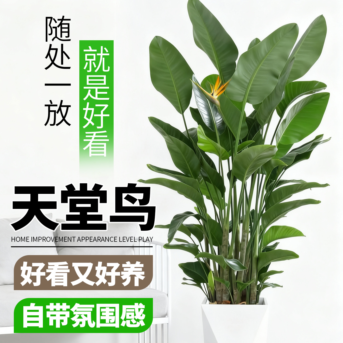 天堂鸟盆栽客厅室内大型花卉绿植办公室耐阴好养轻奢植物鹤望兰