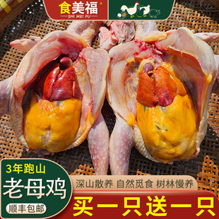 2只3年跑山老母鸡土鸡农家散养走地鸡草鸡月子鸡正宗整只新鲜现杀
