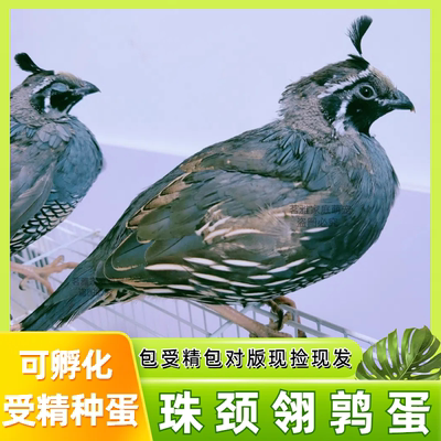 珠颈翎鹑受精种蛋可孵化种蛋