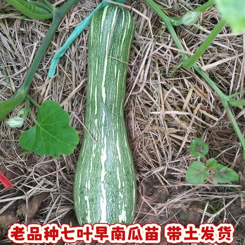 七叶早板栗香芋南瓜苗带土易活