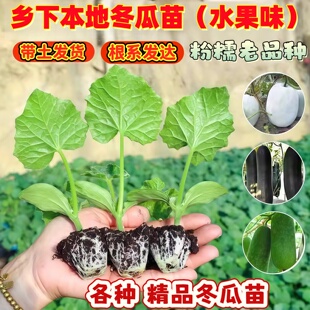 香芋冬瓜苗新鲜特大冬瓜苗子老品种冬瓜种子大全农家大冬瓜苗秧苗