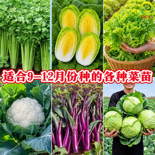 平包菜秧苗带土球耐寒11月种