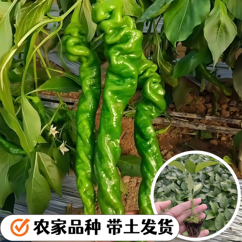 螺丝椒辣椒苗樟树港高产四季辣椒苗小米辣二荆条辣椒苗辣椒苗盆栽
