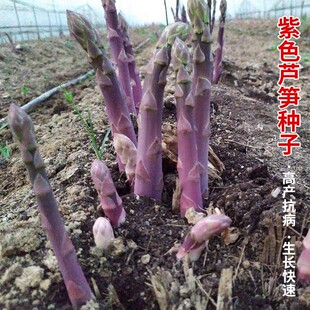芦笋种孑紫根苗带土种苗卢笋种籽芦笋籽白龙须菜芦笋子老根芦笋根
