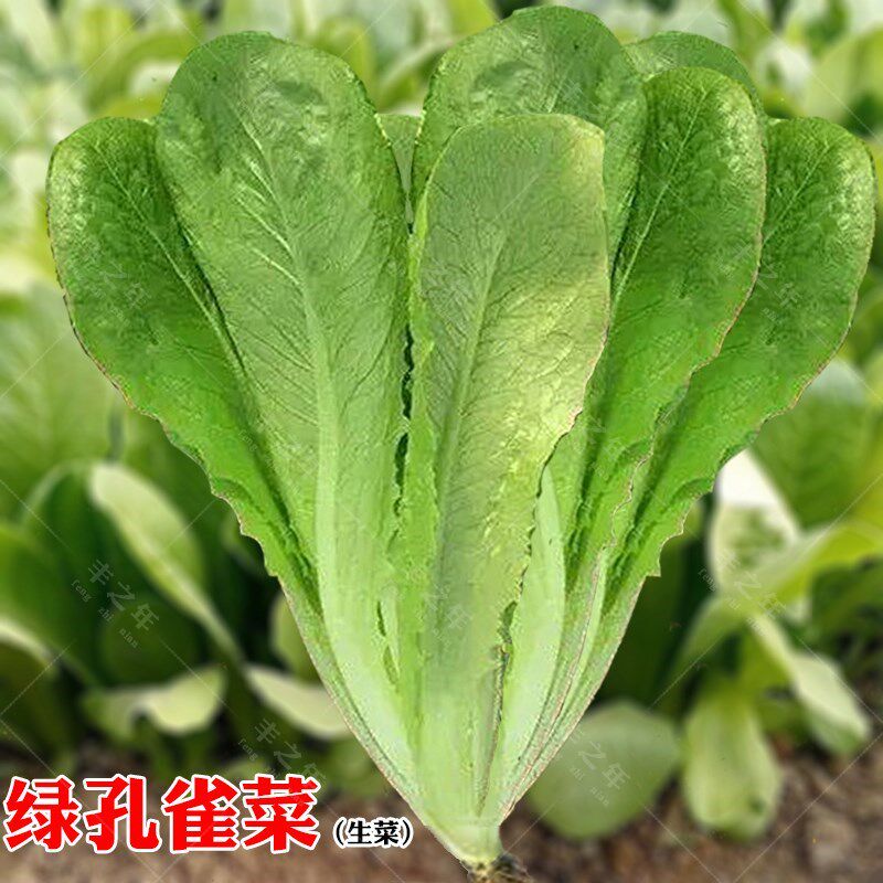 绿孔雀菜种子四季罗马直立菜种籽紫色细叶沙拉菜奶油生菜蔬菜种孑