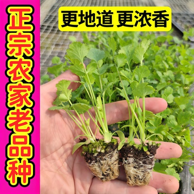 四季阳台盆栽带根香菜苗芫荽苗秧