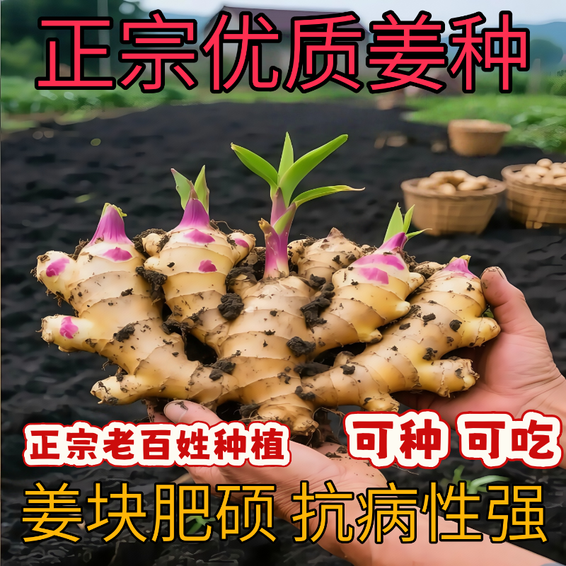 生姜种子姜种带芽山东大姜种籽生姜苗秧苗老姜子姜芽大肉姜种苗子,鲜花速递/花卉仿真/绿植园艺,种苗/半成品盆栽,淘宝优惠券,粉丝福利购,淘宝优惠卷