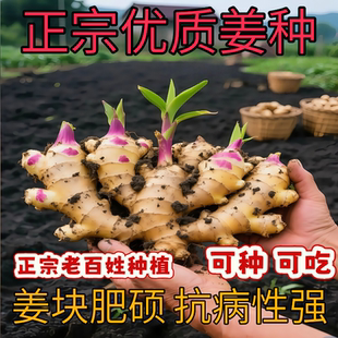 生姜种子姜种带芽山东大姜种籽生姜苗秧苗老姜子姜芽大肉姜种苗子