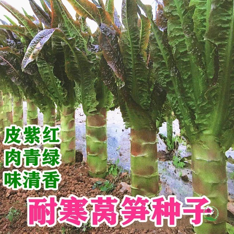 红莴笋种子尖叶挂丝莴苣籽露天庭院阳台蔬菜盆栽四季播包邮
