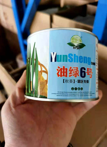 油绿6号水果秋葵种子油绿六号