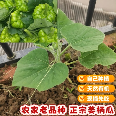 云南姜柄瓜苗四季南方小南瓜种苗春季蔬菜秧苗高产七叶瓜菜瓜苗子