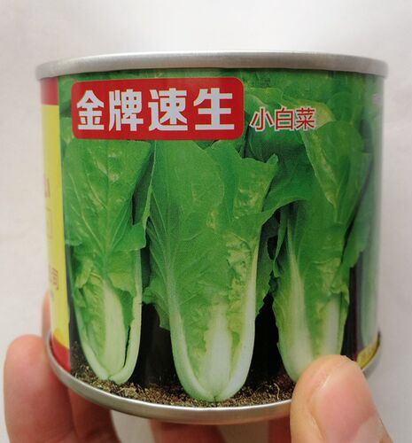 杭白菜种子花心快菜四季阳台速生