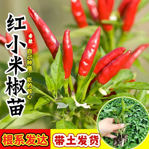 辣椒苗秧苗四季七彩小米辣椒苗朝天椒指天椒湖南正宗樟树港辣椒苗
