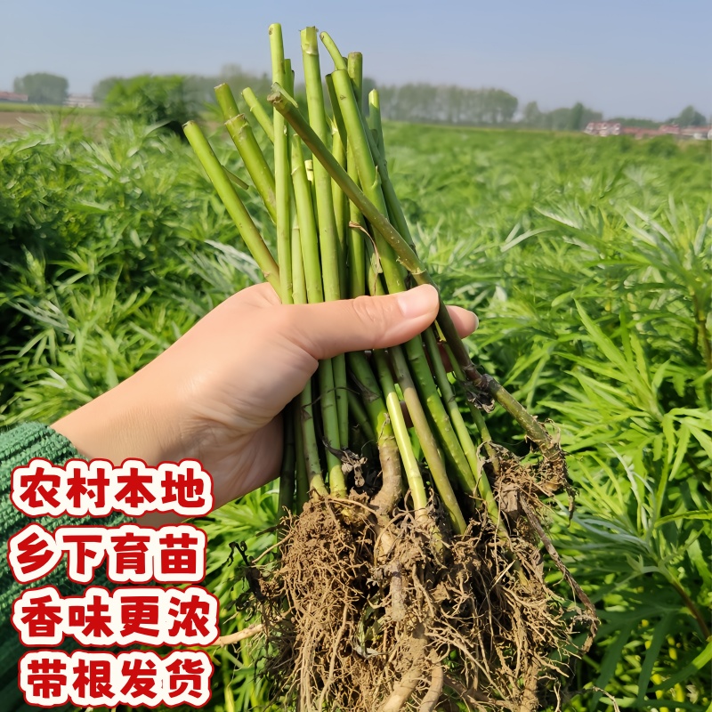 芦蒿根苗藜蒿苗南京芦蒿种子四季秧苗藜蒿种籽柳蒿苗泥蒿菜种种植