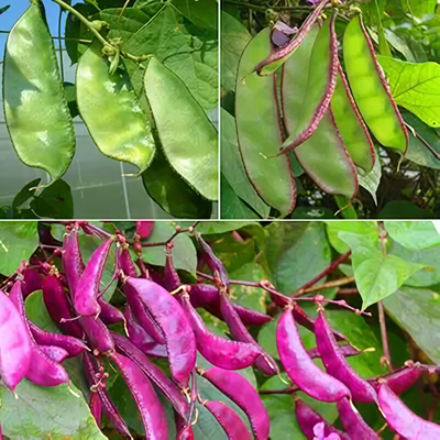 绿眉豆苗秧苗蔬菜苗大全四季盆栽阳台种植紫眉豆苗秧扁豆苗豆角苗