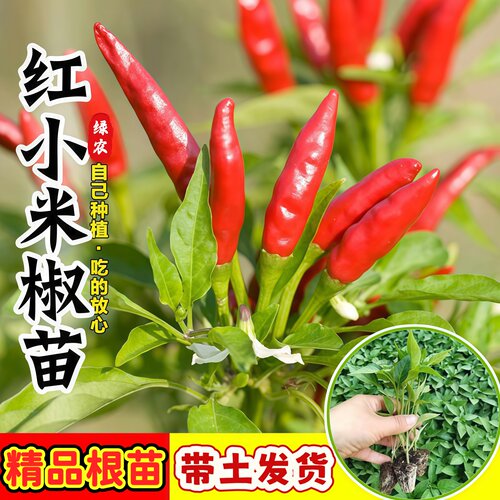 朝天椒苗辣椒秧苗超辣小米椒苗子高产簇生阳台盆栽南方种蔬菜苗孑