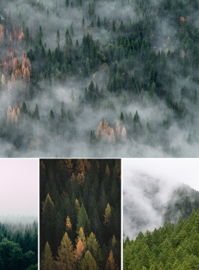 北欧ins绿色森林树林雾气山林风景画背景墙纸装饰画高清图片素材