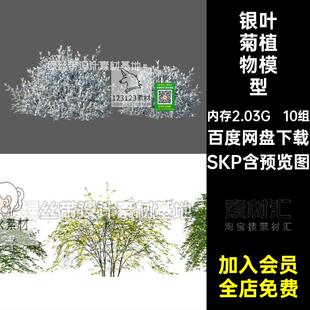 10组水果兰植物模型雪花继SKP姬银小迎春菊连翘红SU金银叶蜡喷