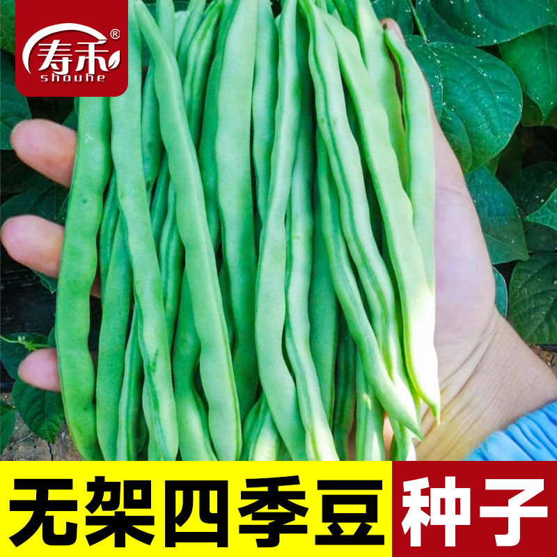 无架四季豆种子孑苗秧四季蔬菜图片