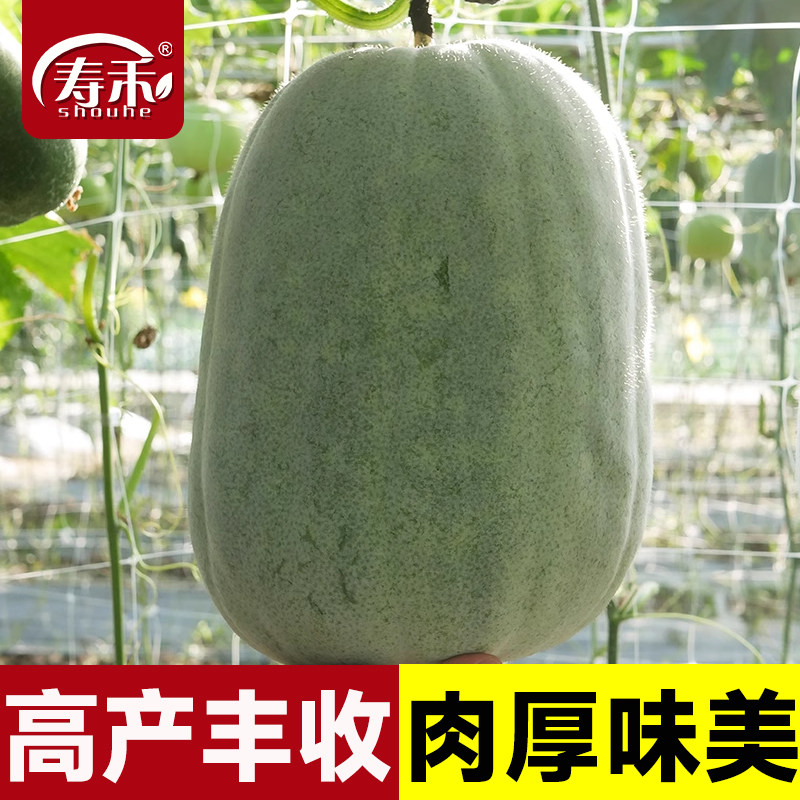 粉皮冬瓜种子苗秧种籽莱阳台四季东瓜大全巨型蔬菜孑盆栽大菜秧苗,鲜花速递/花卉仿真/绿植园艺,家庭园艺种子,淘宝优惠券,粉丝福利购,淘宝优惠卷