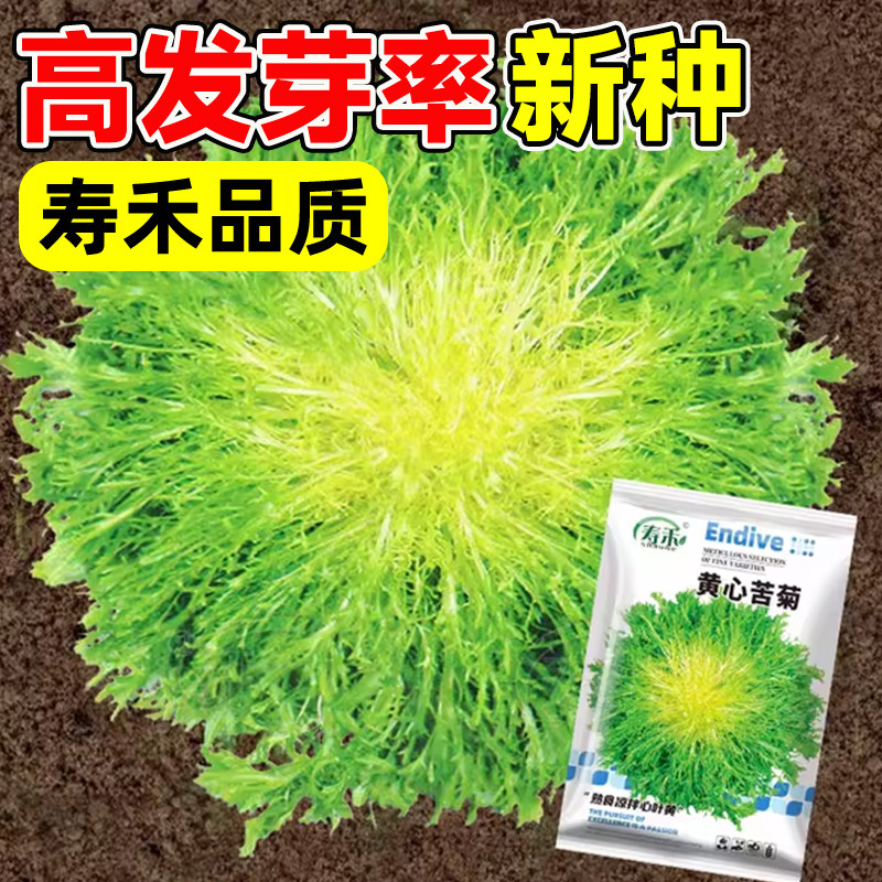 黄心苦菊种子种籽苗苦苣菜生菜四季菜籽菜苗蔬菜孑幼苗秧苗菜种,鲜花速递/花卉仿真/绿植园艺,家庭园艺种子,淘宝优惠券,粉丝福利购,淘宝优惠卷