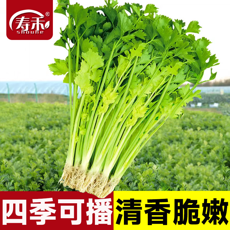 四季小香芹种子孑苗大蔬菜