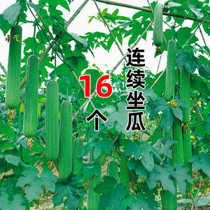 优比1号6号肉丝瓜种子高产种籽苗秧蔬菜孑子水瓜短棒籽种水瓜南方