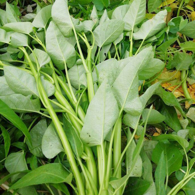 大叶空心菜种子柳叶四季盆栽蔬菜种籽孑水菜籽菜种南方水上籽种