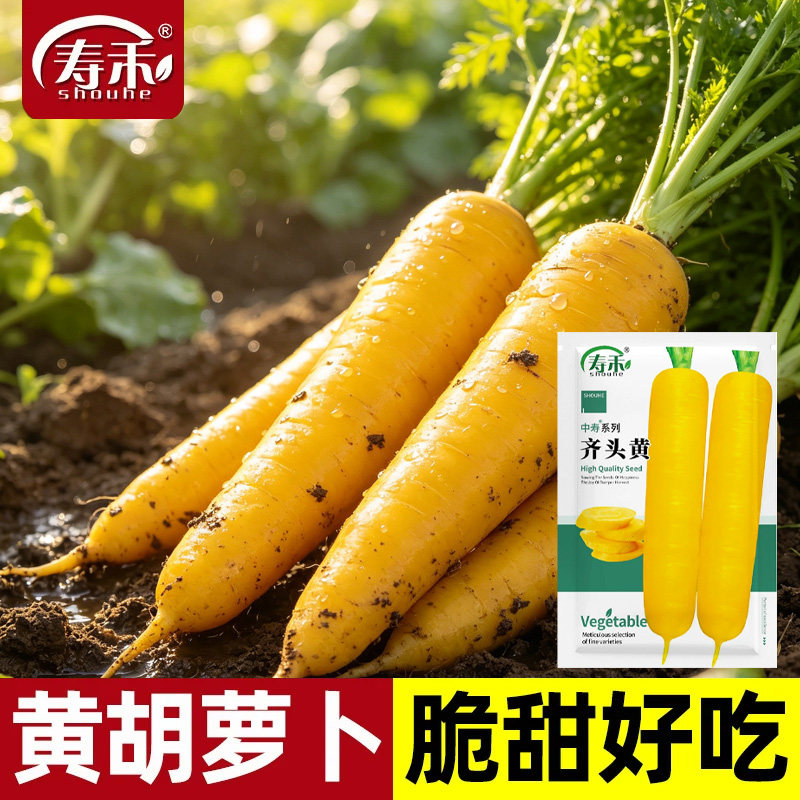 冰糖心黄胡萝卜种子齐头黄高产胡罗卜生吃脆甜萝卜种籽孑子罗卜