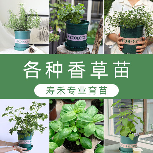 香草苗食用薄荷九层罗勒栽秧