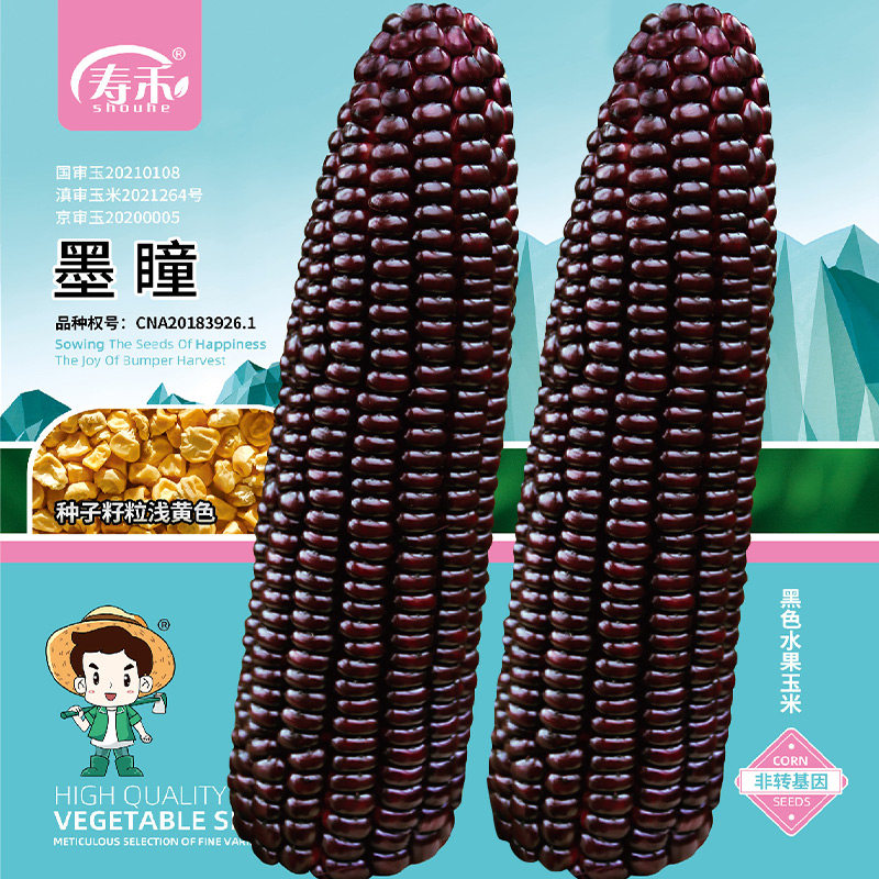 黑玉米高产南方水果杂交种籽图片