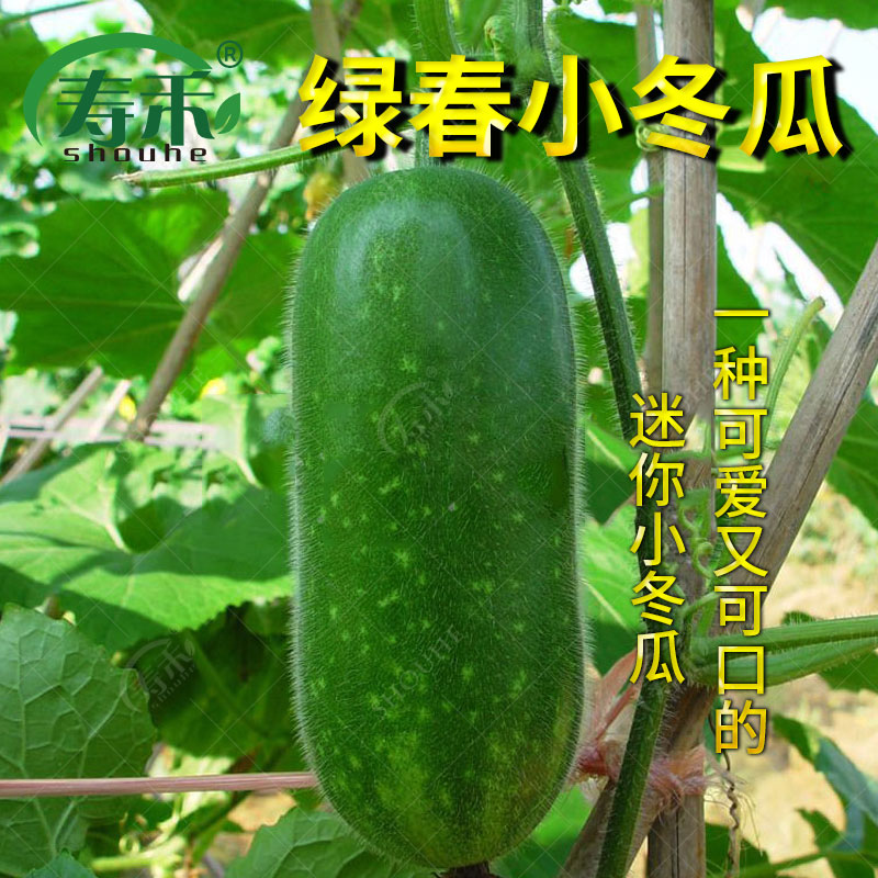 绿春冬瓜种子苗秧四季盆栽