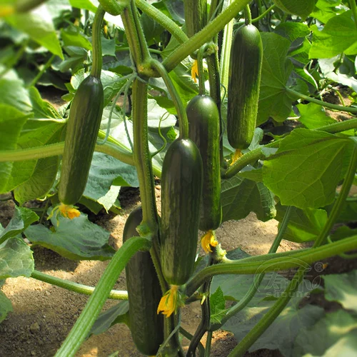 Семена фруктов огурцы светятся и освежают