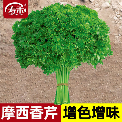 法国摩西香芹种子四季蔬菜