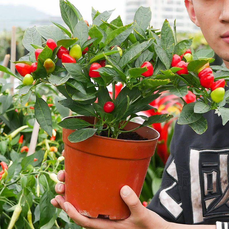 七彩泡椒种子盆栽秧苗蔬菜