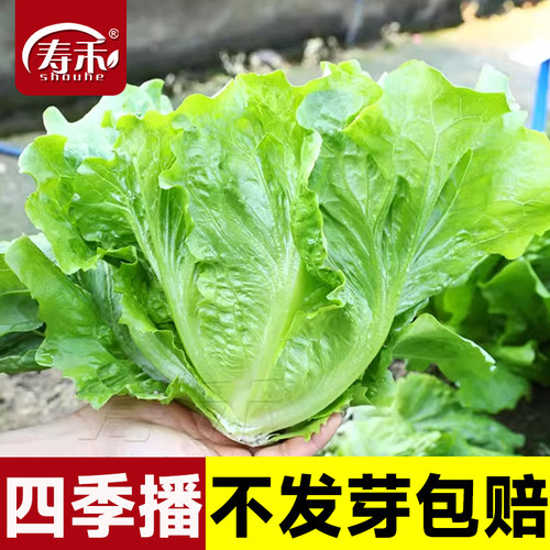 罗马耐抽苔生菜种子意大利四季