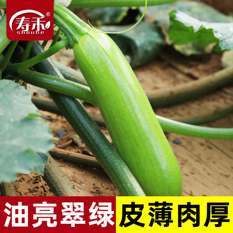 西葫芦种子种籽孑苗菜苗四季盆栽北瓜蔬菜瓜苗秧秧苗香蕉大全菜子,鲜花速递/花卉仿真/绿植园艺,家庭园艺种子,淘宝优惠券,粉丝福利购,淘宝优惠卷