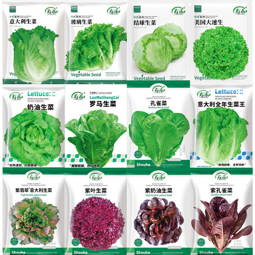 四季生菜种子大全秋冬耐寒高产