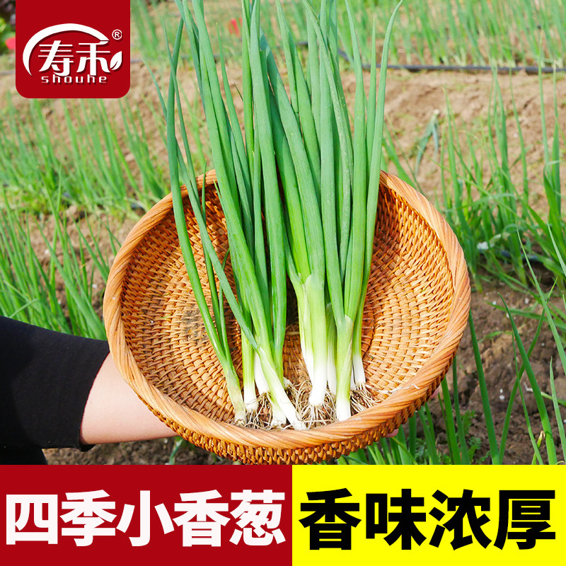 四季小葱种子苗小香葱种籽阳台盆栽葱苗孑子种头分葱葱红葱头葱种