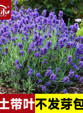 薰衣草种子薰衣草种籽子孑苗花苗盆栽花籽熏衣草迷迭香天竺葵草种