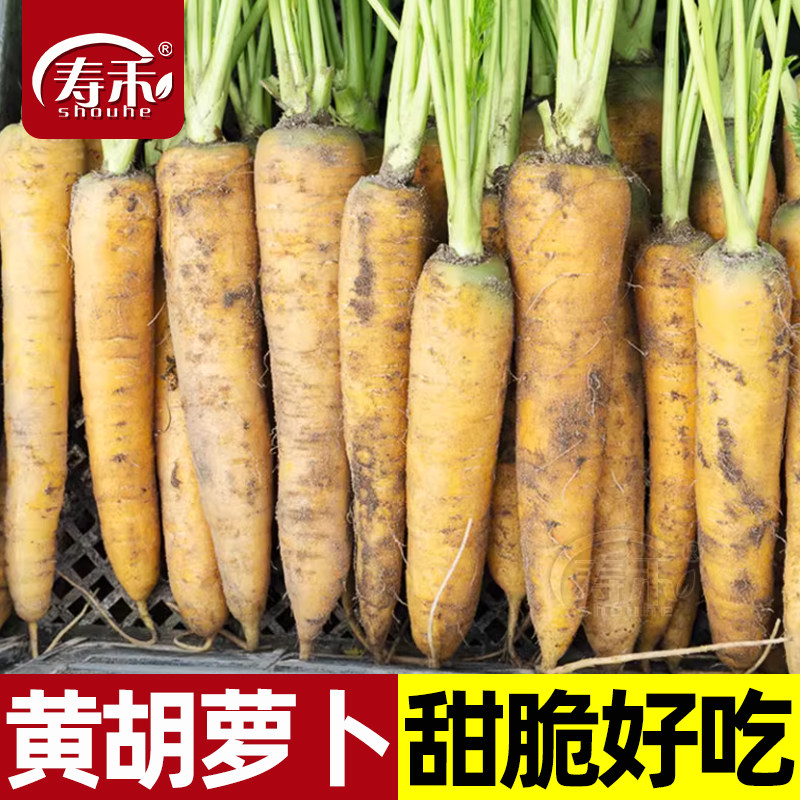 比久黄石黄色胡萝卜种子齐头黄高产胡罗卜萝卜种籽孑子罗卜