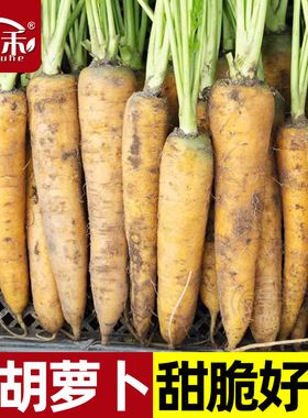 比久黄石黄色胡萝卜种子齐头黄高产胡罗卜萝卜种籽孑子罗卜