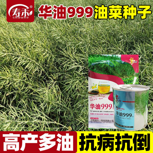 华油999油菜种子高产油菜籽种批发华油567种籽花黄杂交种耐寒抗倒