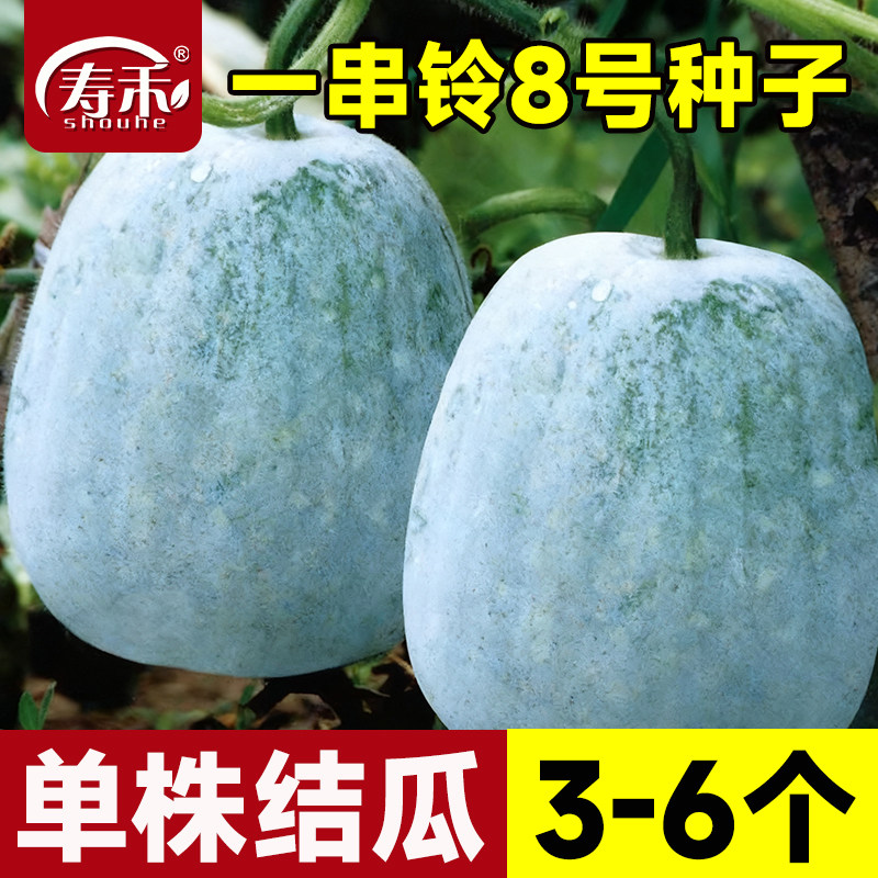 一串铃小冬瓜种子冬瓜种籽蔬菜孑四季迷你苗香芋春天东瓜东瓜子种