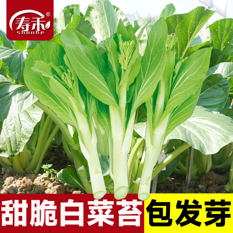 种子苔菜四季白菜苔四季