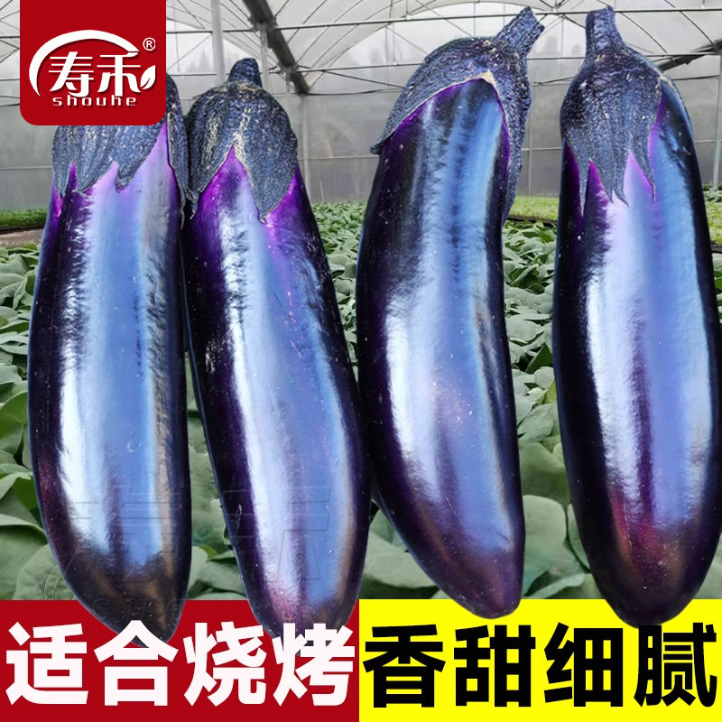 烧烤长茄子种子种籽苗黑紫色长茄特大茄苗带土特大号全秧苗蔬菜秧