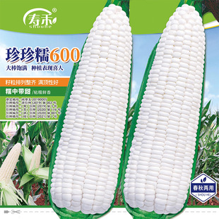 珍珍糯600白玉米种子甜糯玉米种籽大全四季高产耐旱水果玉米种孑