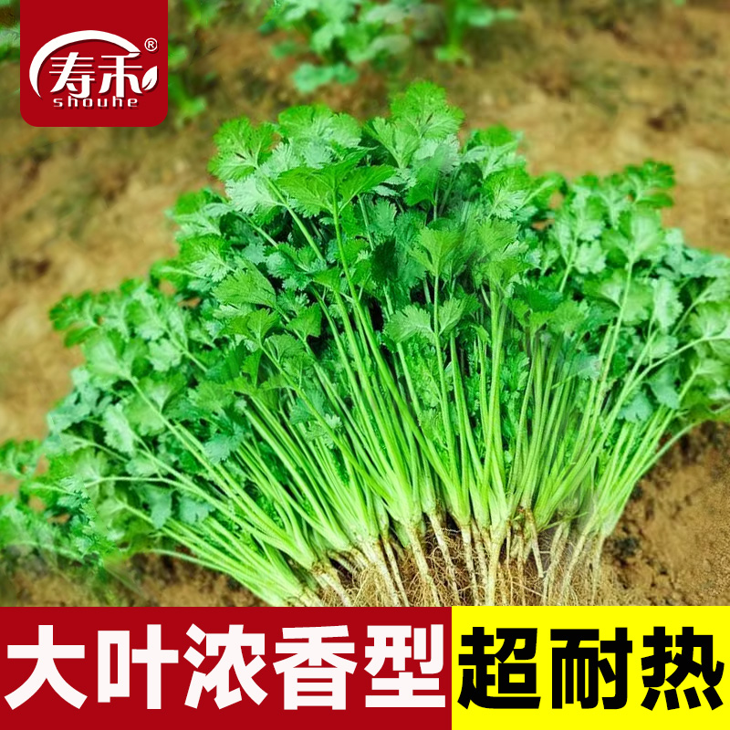 耐热香菜种籽高温夏季
