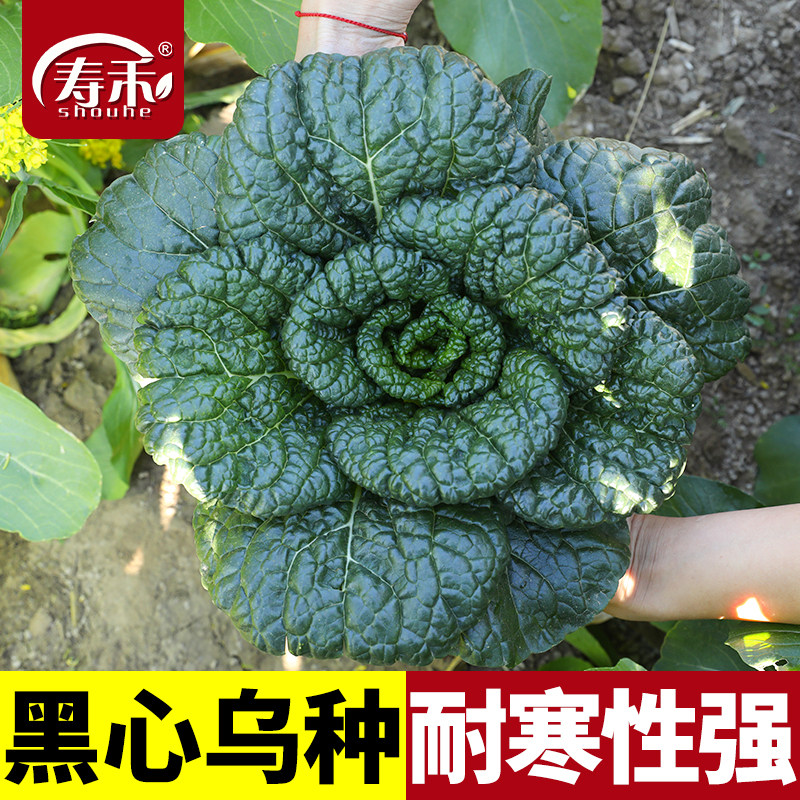 黑心乌种子乌塌菜 菜种籽乌塔菜 蔬菜种孑耐寒秋季四季播菜种盆栽