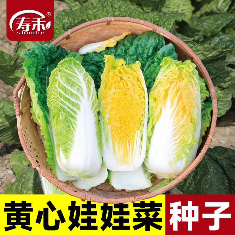 韩国金福玉F1正宗黄心娃娃菜种子 早熟高产抗病白菜秋延越冬品种